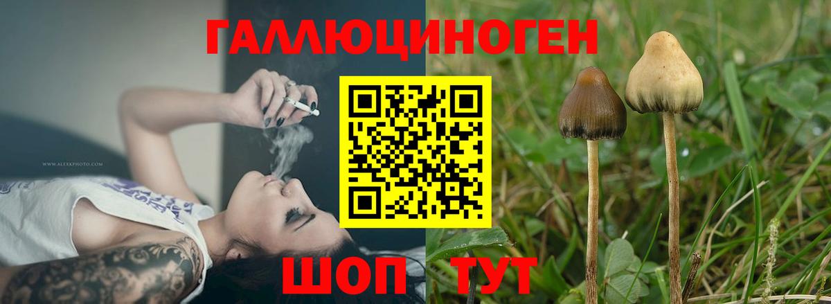 Галлюциногенные грибы Psilocybine cubensis Тула